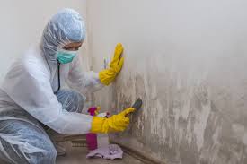 Why You Should Choose Our Mold Remediation Services in South Pasadena, CA